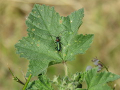 Cartallum ebulinum