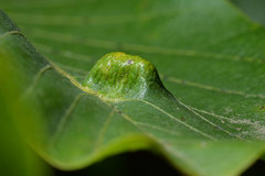 Aceria erinea