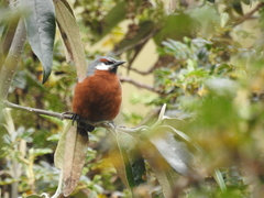 Conirostrum binghami