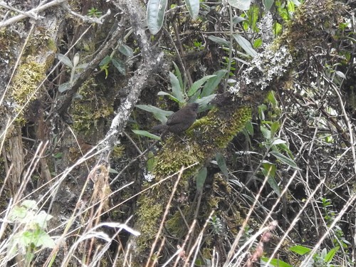 Paramo Tapaculo (Scytalopus opacus), photo 7
