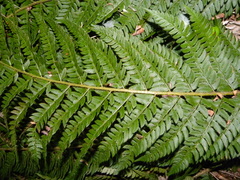 Polystichum × bicknellii