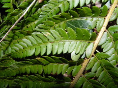 Polystichum × bicknellii