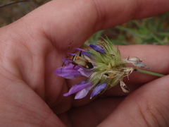 Adelphocoris vandalicus