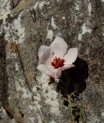 Pavonia cymbalaria