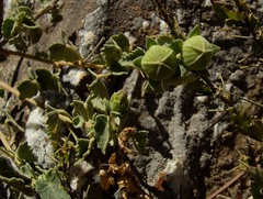 Pavonia cymbalaria