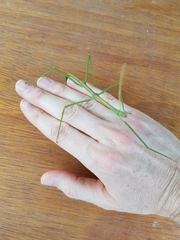 Cladoxerus