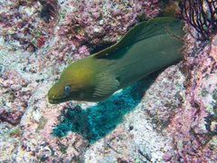 Gymnothorax castaneus