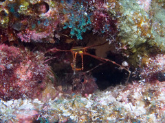 Stenorhynchus debilis