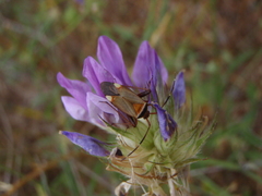 Adelphocoris vandalicus