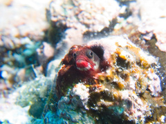 Clubhead Barnacle Blenny photo 2