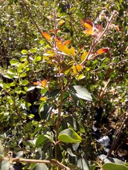 Pithecellobium dulce