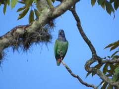Pionus menstruus rubrigularis