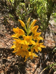Chloraea nudilabia