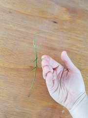 Cladoxerus