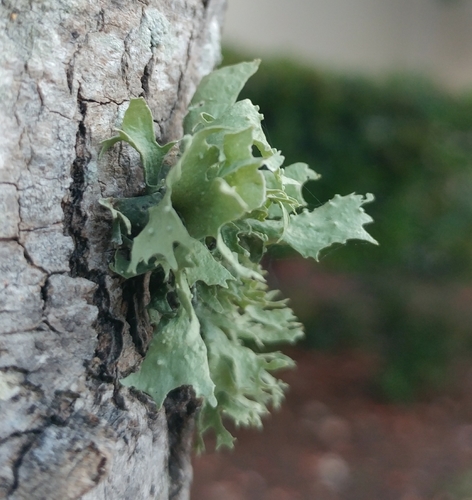 cartilage lichen