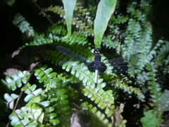 Erythrodiplax unimaculata