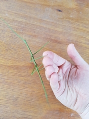 Cladoxerus