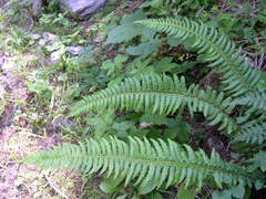 Polystichum × illyricum