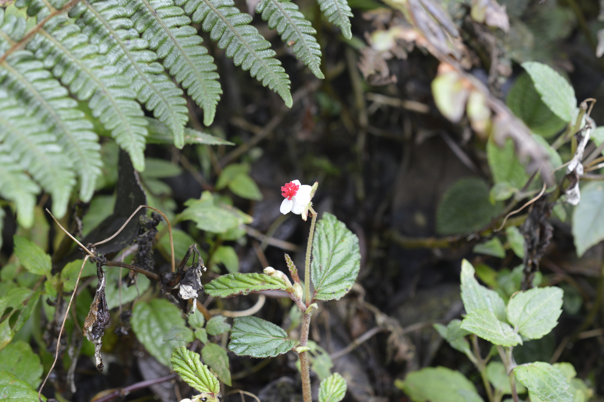 Begonia image