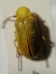 Cteniopus sulphureus