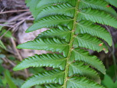 Polystichum × illyricum