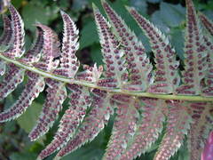 Polystichum × illyricum