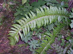 Polystichum × illyricum