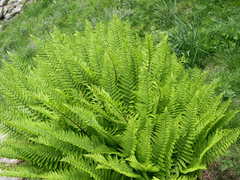 Dryopteris affinis cambrensis