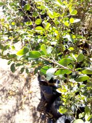 Pithecellobium dulce