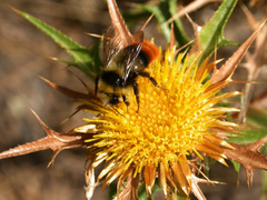 Bombus lapidarius decipiens