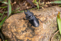 Neolucanus sinicus championi