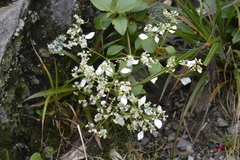 Colignonia