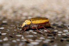 Cyphochilus apicalis