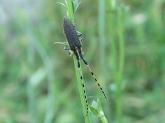 Agapanthia asphodeli