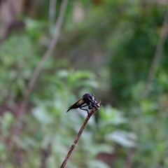 Promachus painteri
