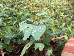 Ginkgo biloba