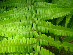 Dryopteris affinis cambrensis