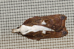 Acleris cristana