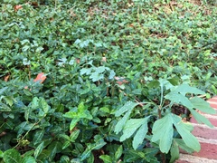 Ginkgo biloba