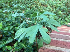 Ginkgo biloba