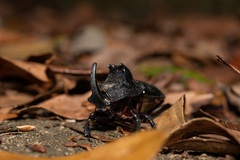 Trichogomphus mongol