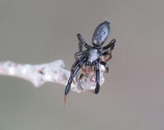 Drassyllus praeficus