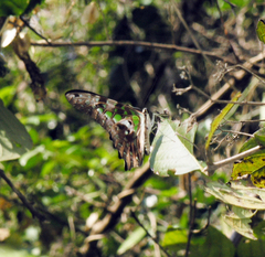 Graphium agamemnon agamemnon