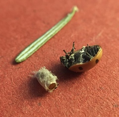 Dinocampus coccinellae