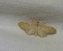 Idaea obsoletaria