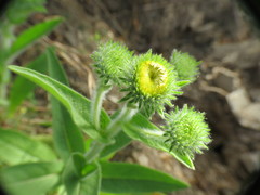 Pentanema helenioides