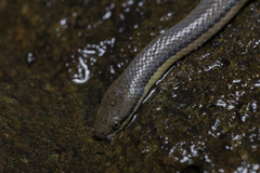 Opisthotropis lateralis