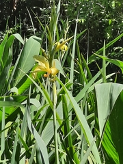 Canna glauca