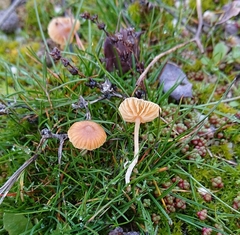 Galerina graminea