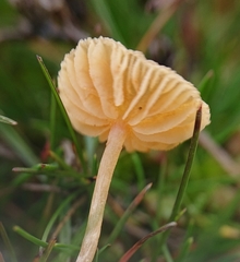 Galerina graminea